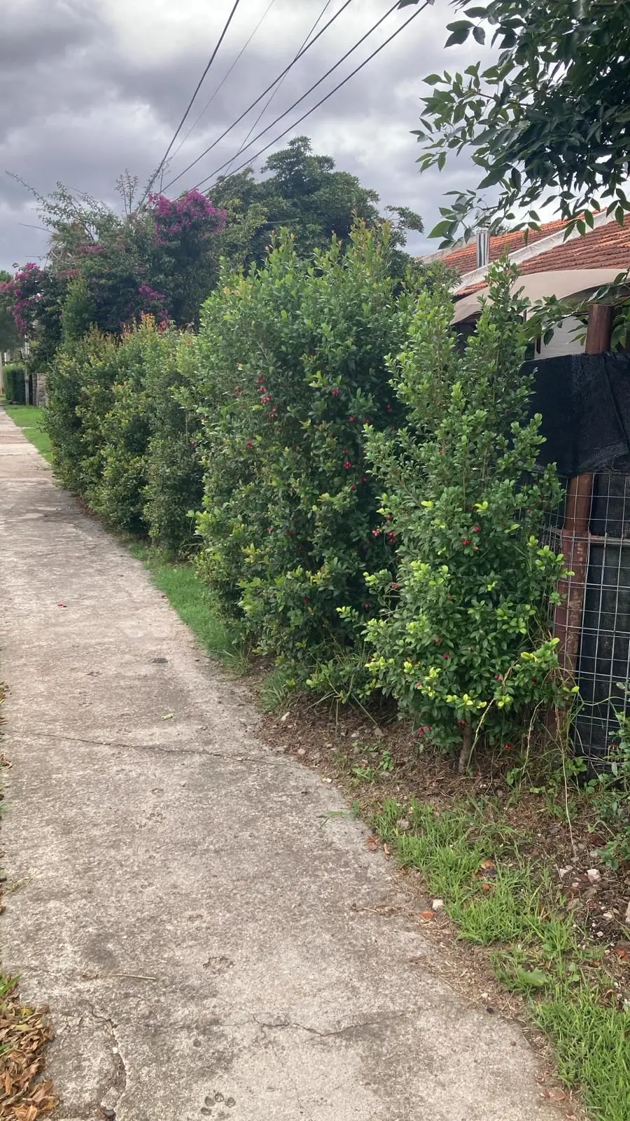Jardin de mayor escala con composicion vegetal