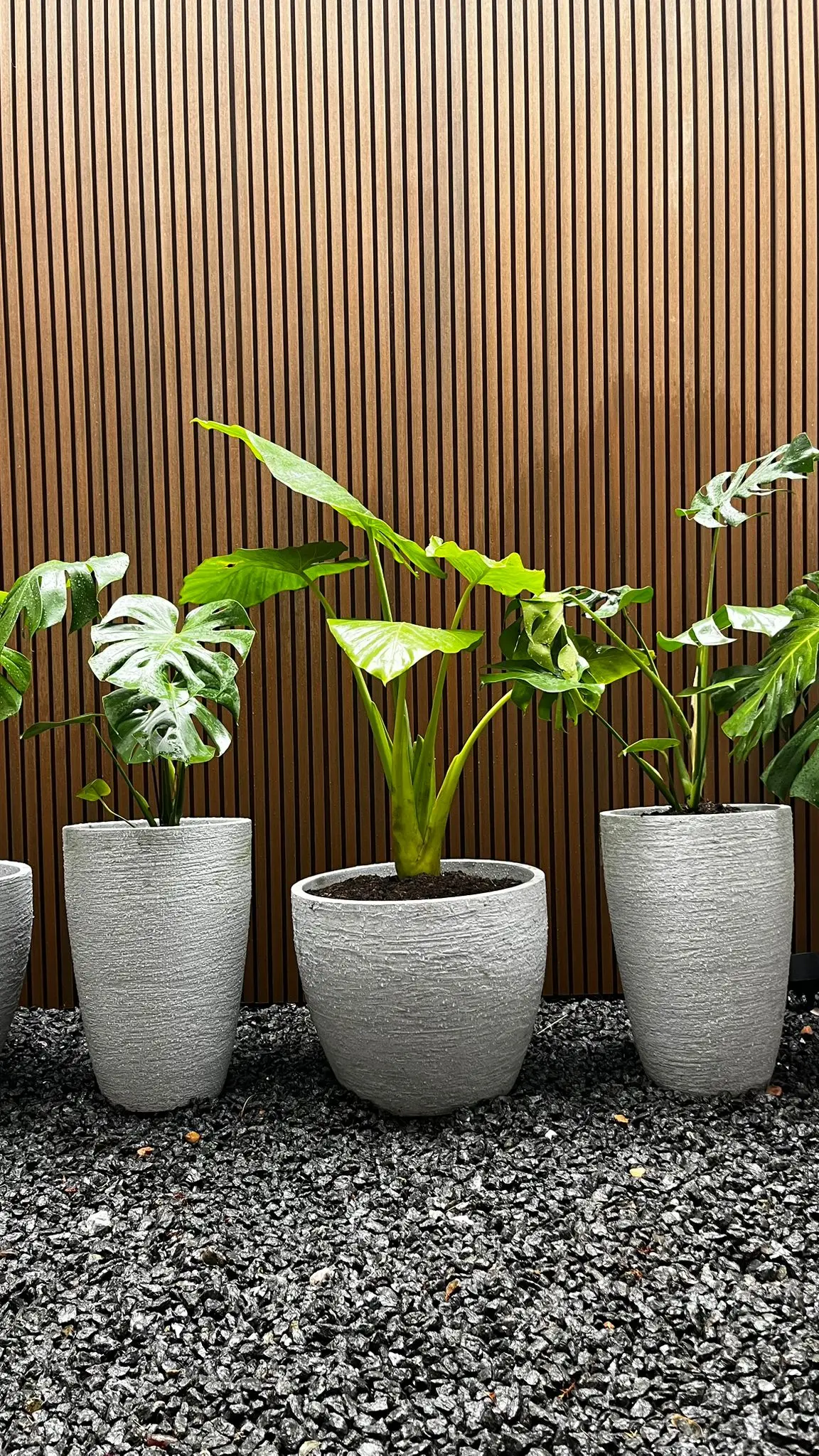 Patio con vegetacion y recorrido